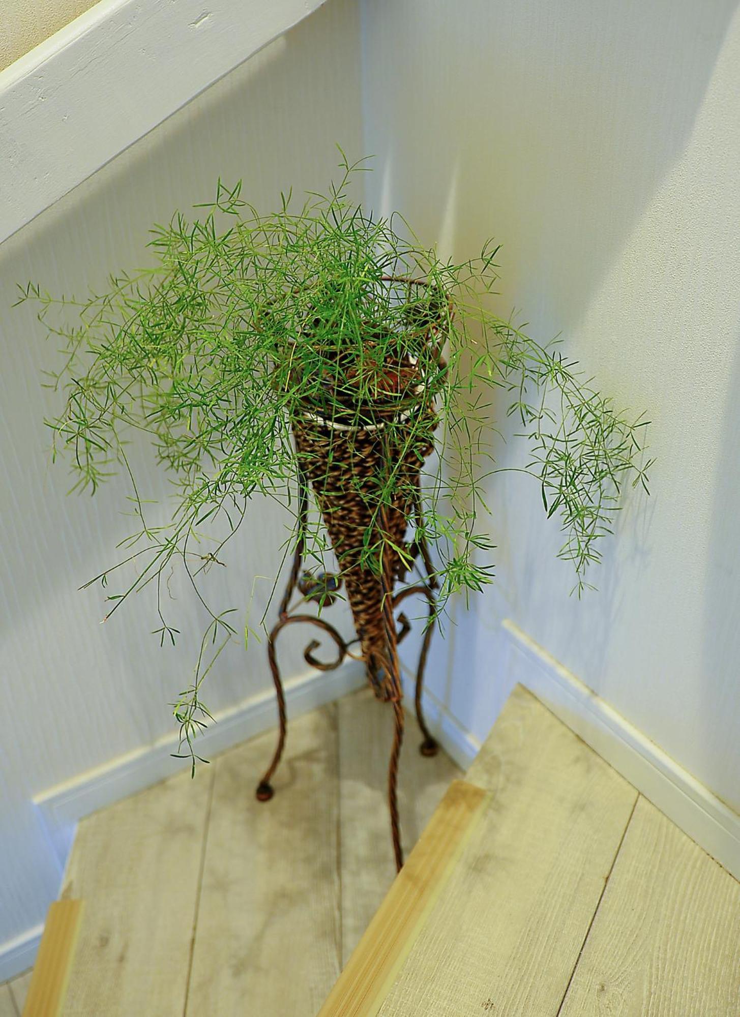Ayaka's House 東京都