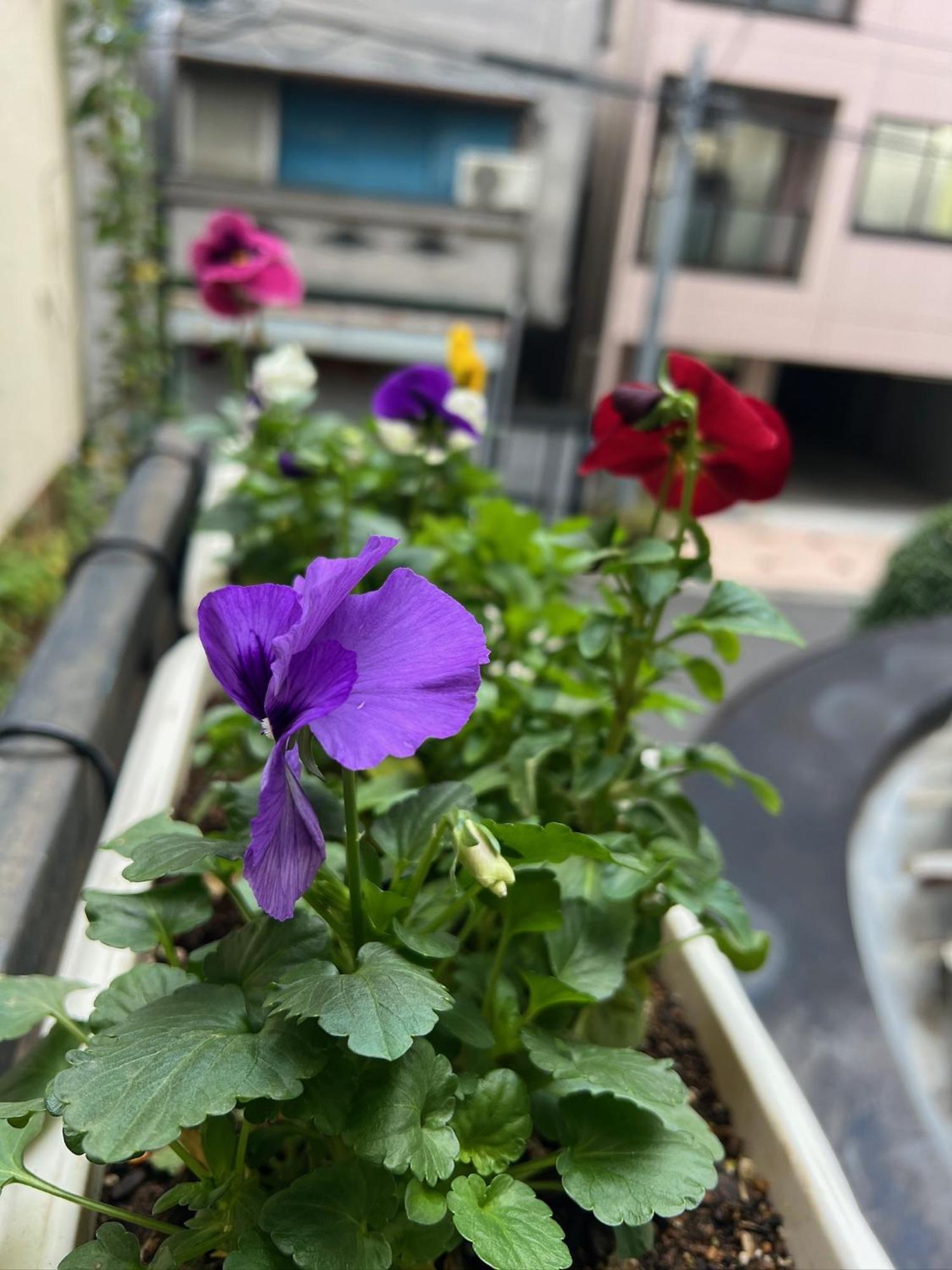公寓 Ayaka's House